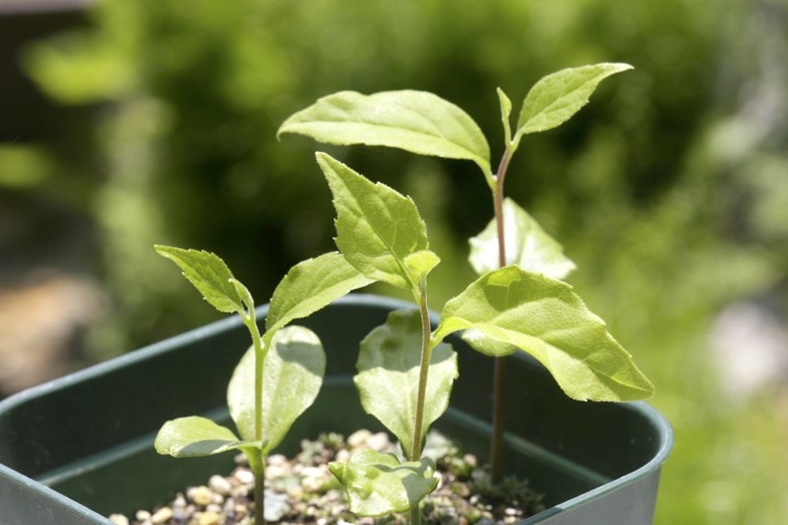 エゴノキの発芽