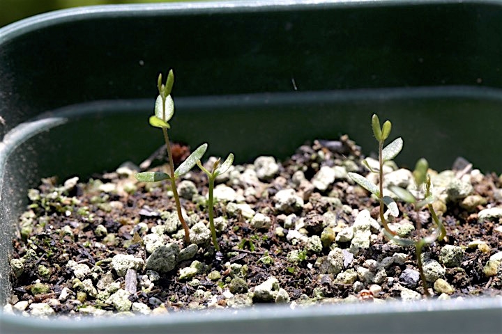 ２年目のツルコケモモ