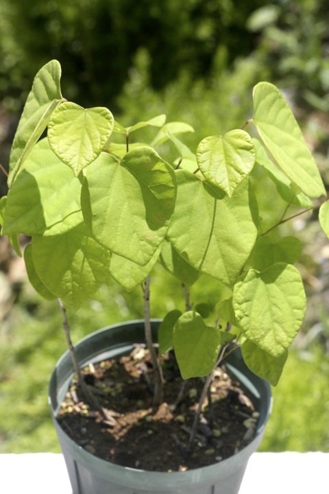 ３年目のハナズオウ