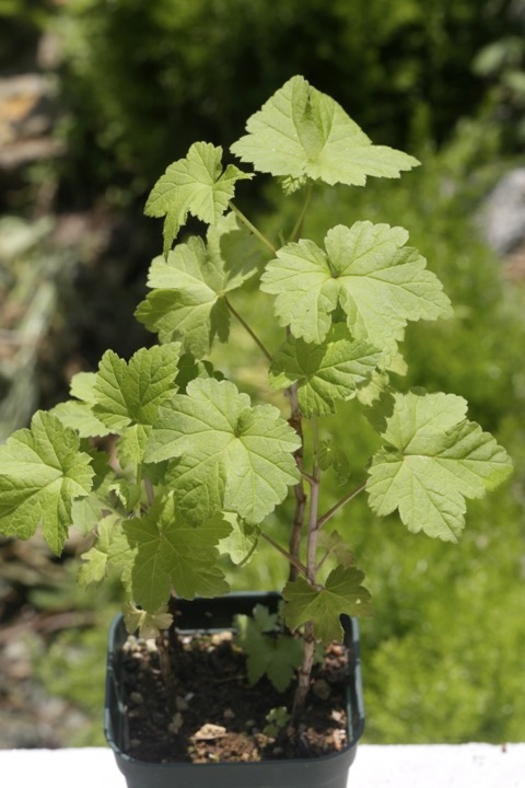 ３年目のフサスグリ