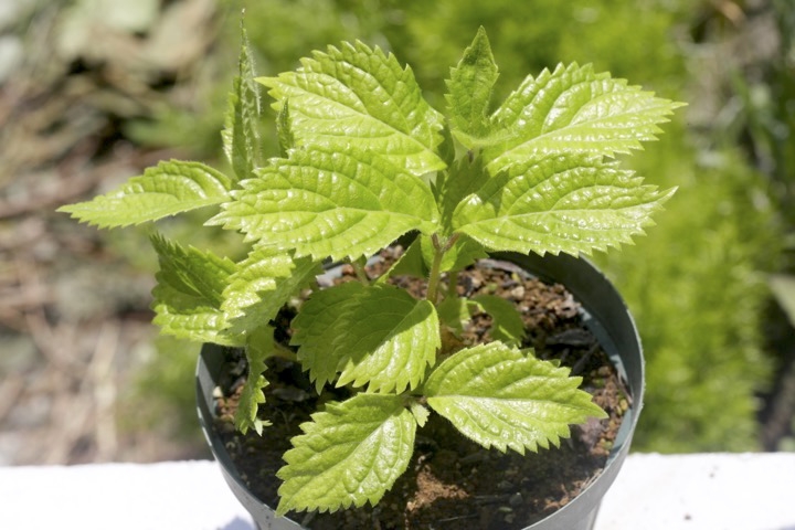 ２年目のコアジサイ