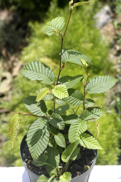 ３年目のサワシバ