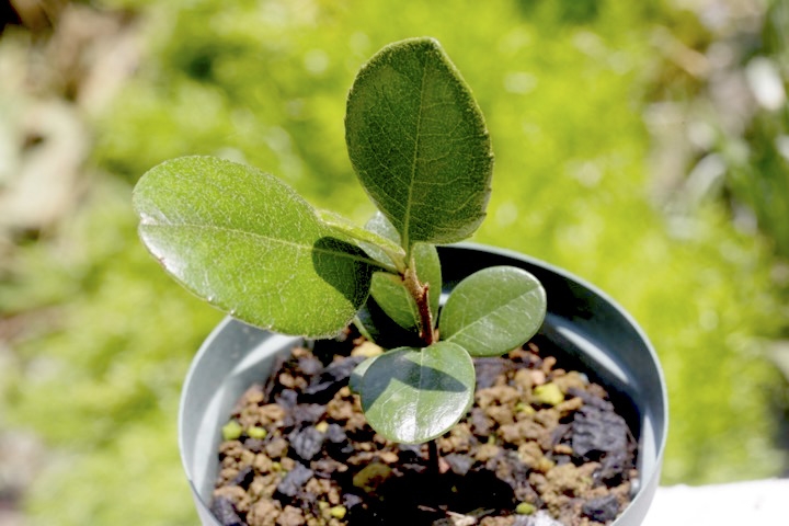 ２年目のシャリンバイ