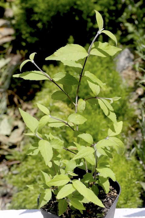 ２年目のヤブムラサキ
