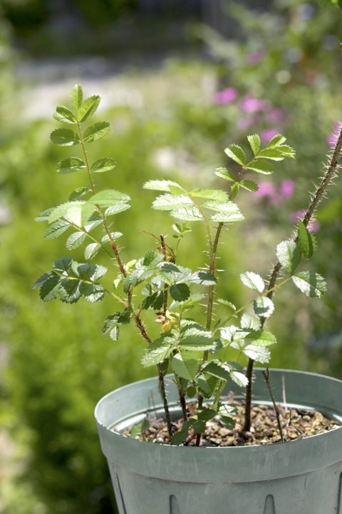 ３年目のハマナス