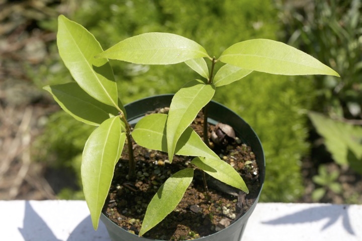 ２年目のシラカシ