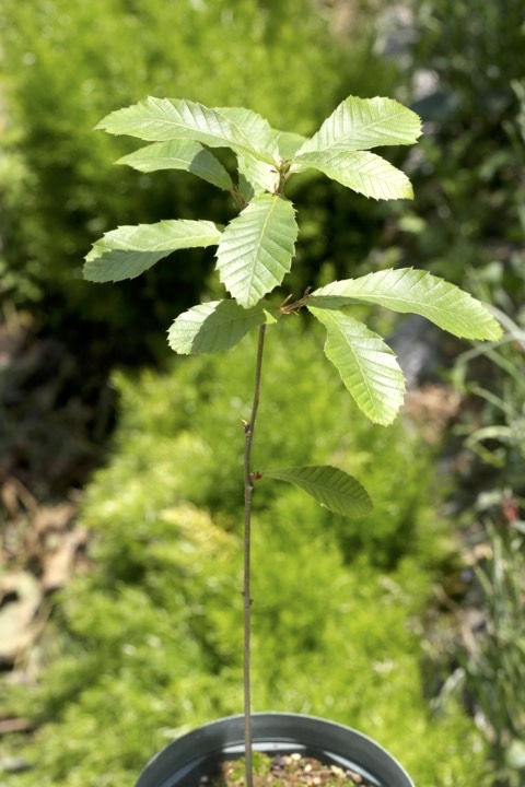 ２年目のクヌギ