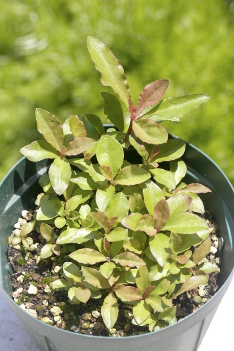 ２年目のホツツジ