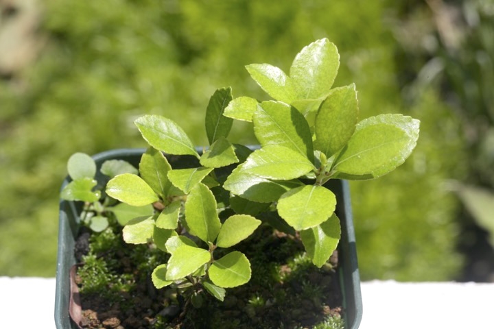 ３年目のネジキ