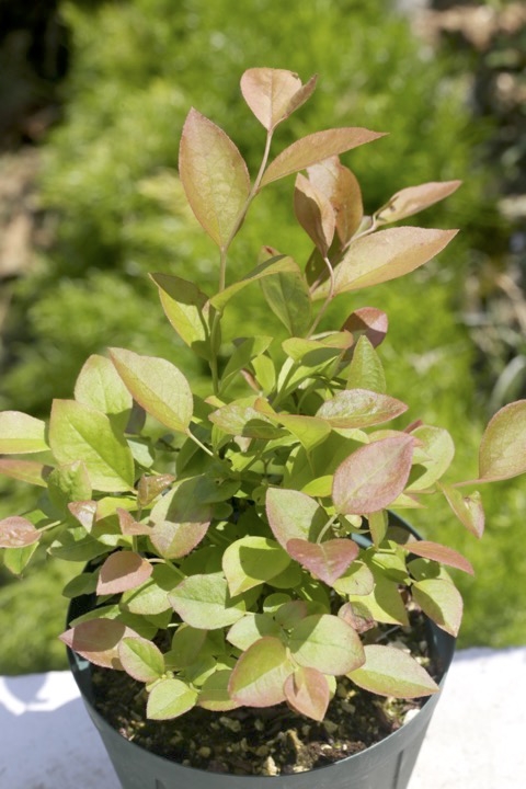 ３年目のブルーベリー