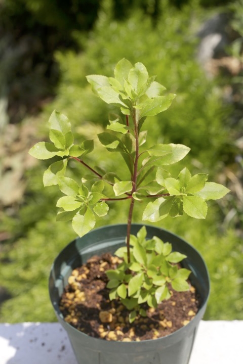 ３年目のアブラツツジ