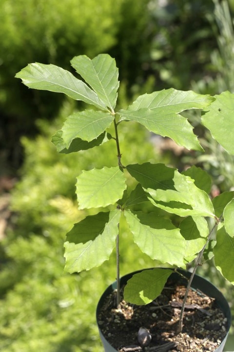 ２年目のコナラ