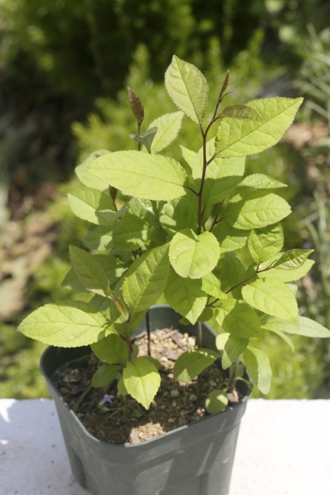 ３年目のウメモドキ