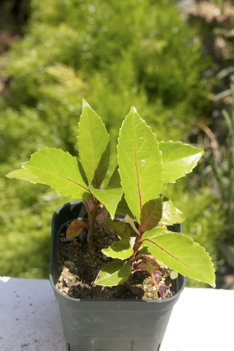 ２年目のサンゴジュ