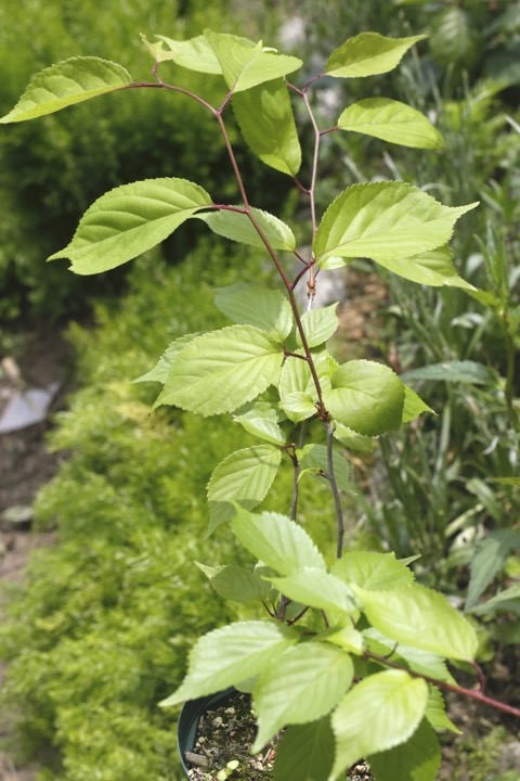 ２年目のヤマザクラ