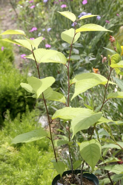 ２年目のウワミズザクラ