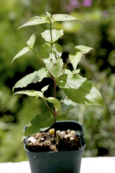 ヤマボウシの発芽