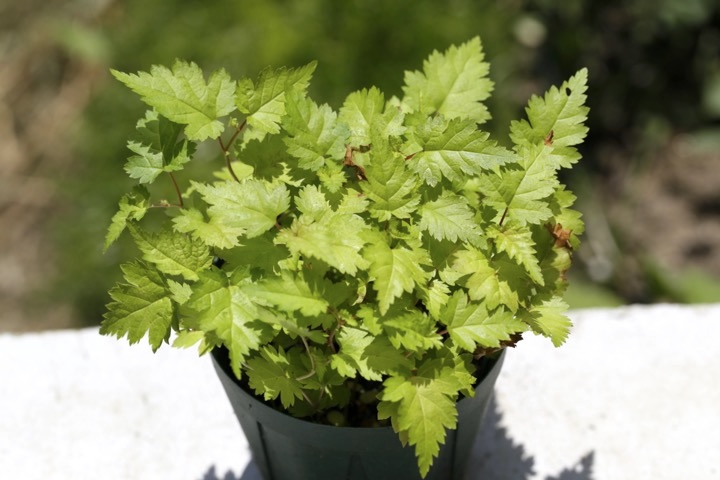 コゴメウツギの発芽