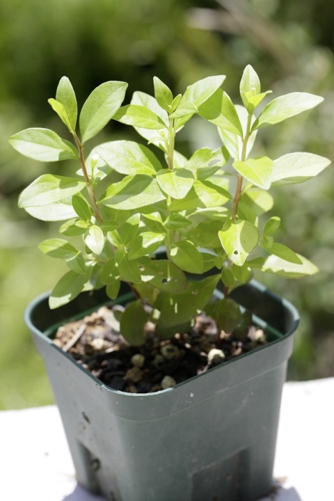 イッサイサルスベリの発芽