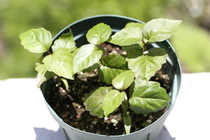 オトコヨウゾメの発芽