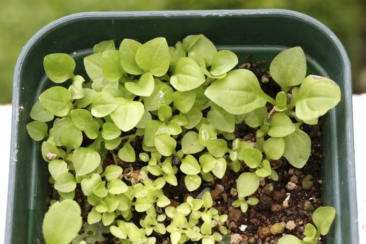 アケボノソウの発芽