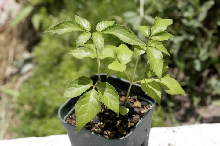 ミツバウツギの発芽