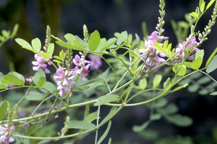コマツナギの開花