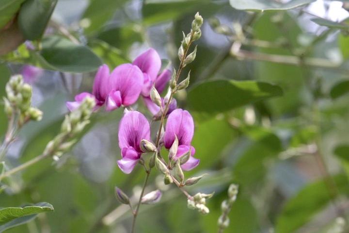 ミヤギノハギの開花