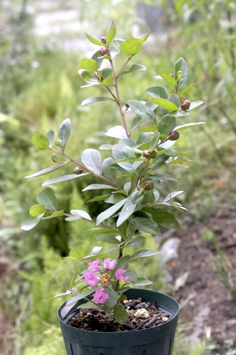 イッサイサルスベリの開花