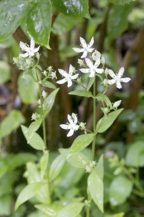 アケボノソウの花