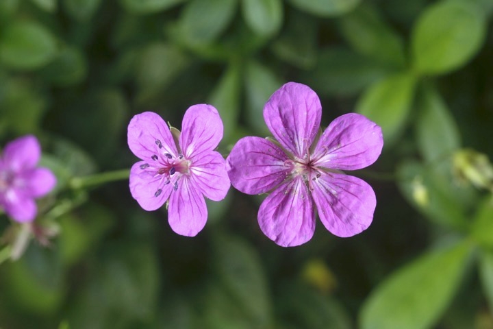 アサマフウロの開花