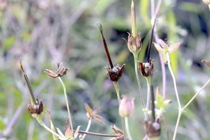 嘴のようなアサマフウロの実