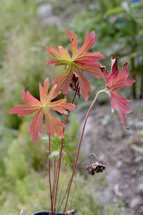 アサマフウロの紅葉