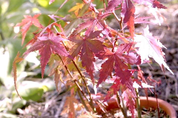 ３年目のイロハモミジの紅葉