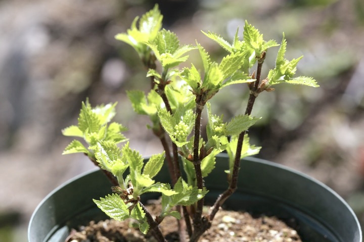 コアジサイの蕾