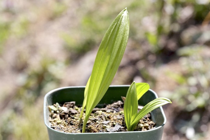 ３年目のアオヤギソウ