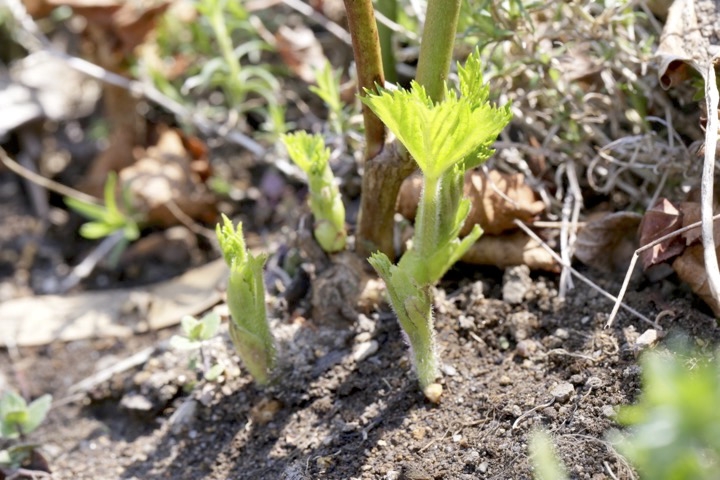４年目のカジイチゴ