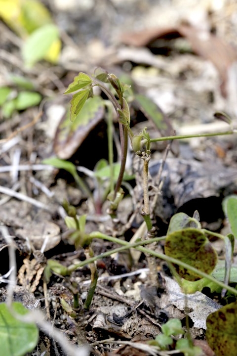 ３年目のミツバアケビ