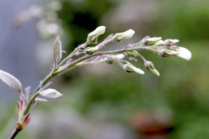 ジューンベリーの蕾