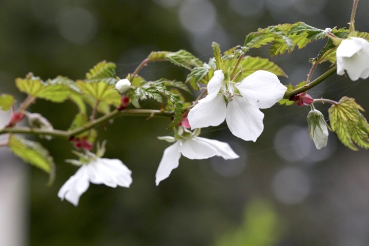 モミジイチゴの開花