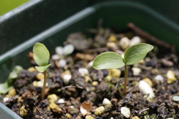 ヤマボウシの発芽