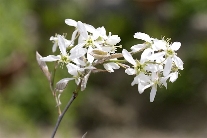 ジューンベリーの開花