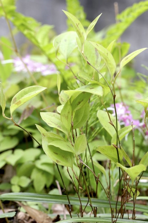 ３年目のサルトリイバラ
