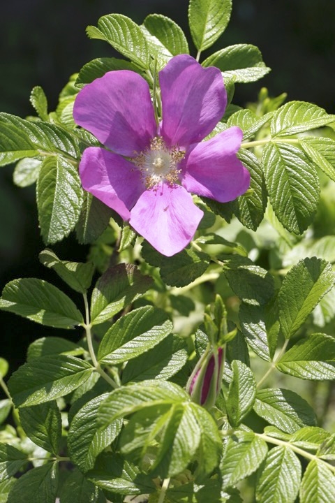 ハマナスの開花