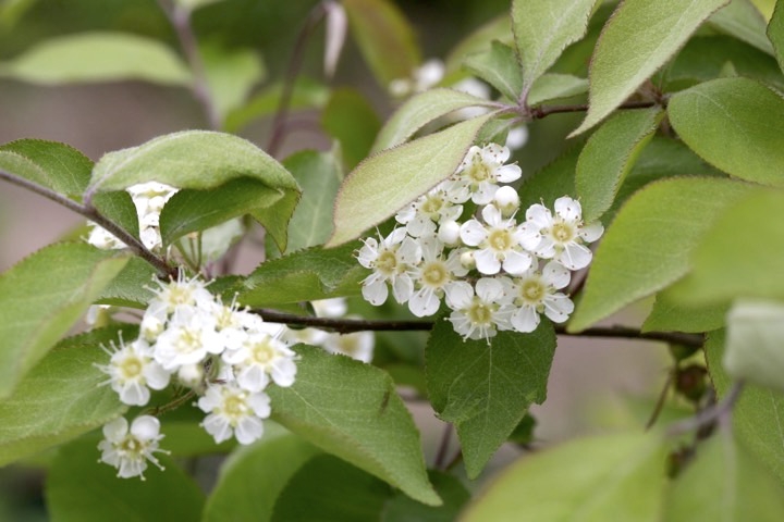 カマツカの開花