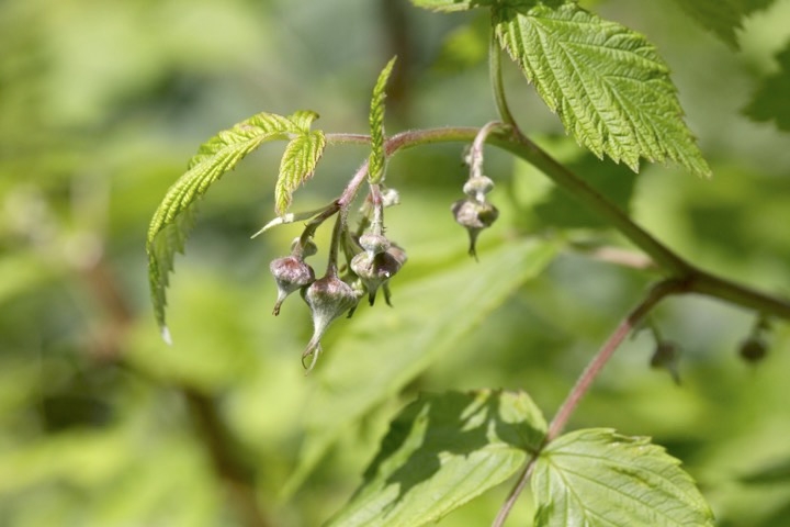 ラズベリーの蕾
