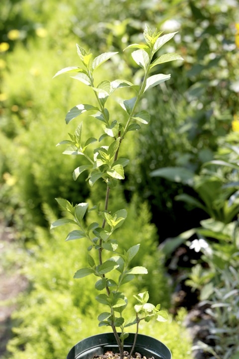 ３年目のシロミノコムラサキ