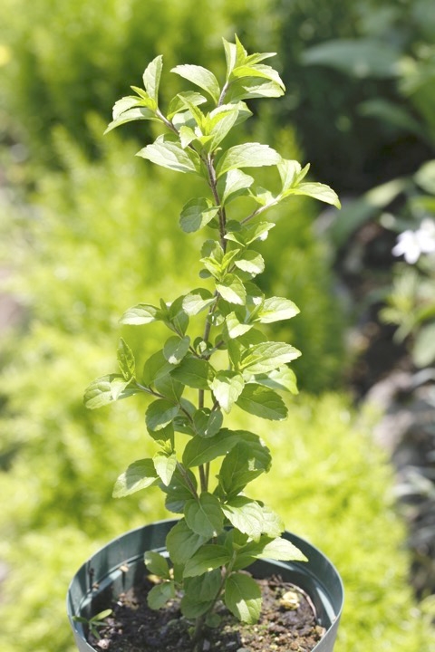 ３年目のコムラサキ