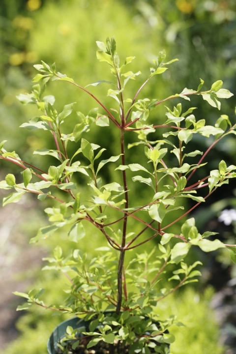 ４年目のアブラツツジ