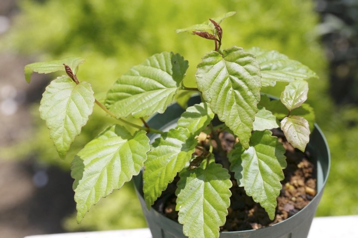 ２年目のオトコヨウゾメ